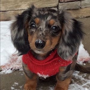 Meet your Posher, Grace